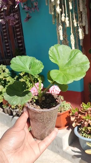 Geranium Flowers 🌿💚 #naturelover💚🌿 #gardening #happiness #flowers ☘️