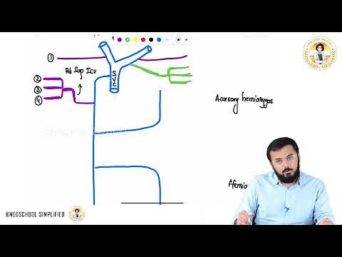 Intercostal Veins Anatomy