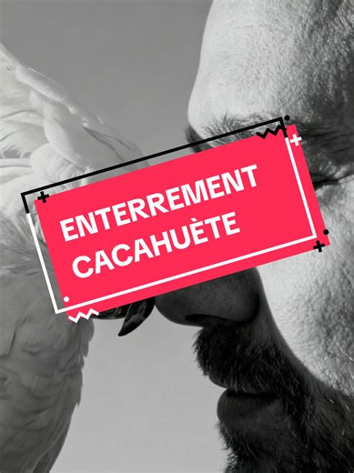 Le 28 février à 10h, je rendrai hommage à Cacahuète, mon cacatoès à huppe jaune, partie bien trop tôt. Oui, certains penseront peut-être que c’est exagéré, que faire un enterrement en live pour un oiseau est étrange. Mais Cacahuète n’était pas juste un oiseau, elle était ma présence quotidienne, ma voix dans la maison, mon ombre, mon cœur. Sa disparition m’a profondément choqué et bouleversé. Organiser cet enterrement et le partager en direct sur mes réseaux est une étape importante pour moi, un