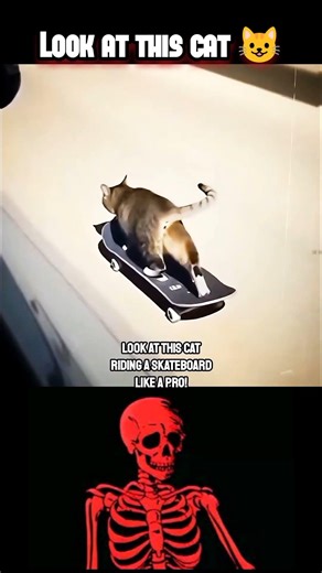 "A Cat Riding a skateboard like a Pro🔥" #cat #stunt #respect #aura