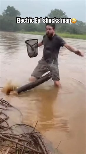 Electric Eel Shocks Man – You Can See His Hair Jump