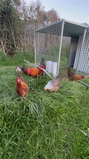 The Welsummer breed are great foragers, cleaning up any bugs or grass seeds they can find. Also a very docile breed and easy to handle. These guys are just on point of lay. I love watching as they slowly develop into a mature bird,gaining their fully mature plumage. #welsummerchicken | Valley Heritage Chickens