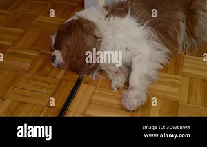 Dog snoring and grunting while sleeping on a floor. Deep, rhythmic snoring in a relaxed slumber, featuring steady breathing and soft vibrations Stock Video Footage - Alamy