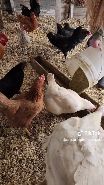 MountainSpringHomestead on TikTok