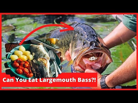 Can You Eat Largemouth Bass