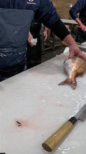 タイ捌く #魚 #魚捌き方 #魚捌く #魚屋 #魚捌いてみた #徳島 #徳島観光 #鳴門 #鳴門魚市 #おすすめ