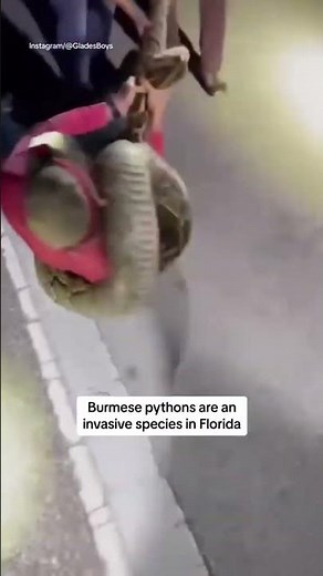 Florida man wrestles 19-foot Burmese python #shorts