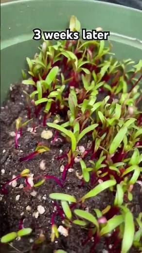 How To Grow Beets From Seeds 🌱 #vegetablegarden #vegetables #youtubeshorts #beets #plants #seeds
