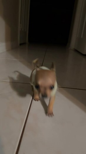 Cute Teacup Chihuahua Puppies in Adorable Moments