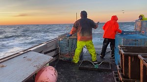 Setting lobster traps 🦞 | Wendy Perley