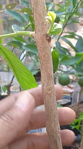 1.7M views · 3.5K reactions | Propagation guava tree by grafting & gardening tips #guavatree #grafting | GardeningFruit | Facebook
