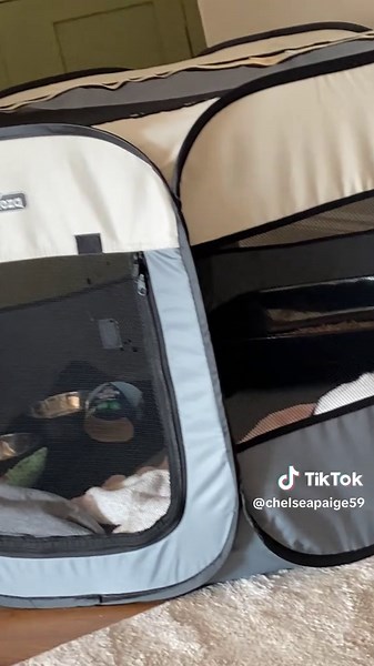 Oreo's Recovery Journey: Kitten Surgery Update