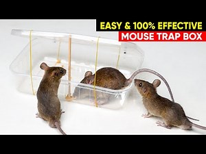 Best Mouse Trap with Biscuit Box | Trap Rat Trap Homemade | DIY Mouse Trap