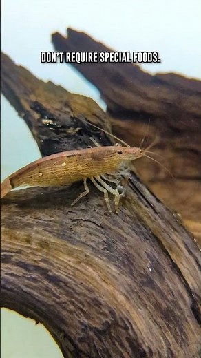 Why Are Bamboo Shrimp PERFECT For Community Aquariums?