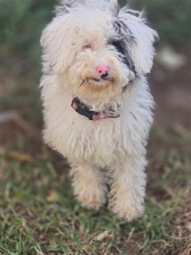 muppet our blind and deaf puppy why it's no one applying for her she's perfect