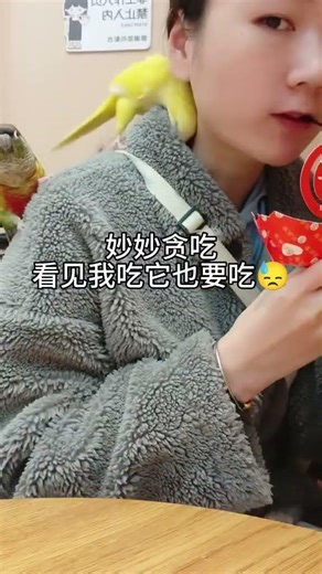 带两只小鸟出去逛街喽，回头率简直100%啊#鹦鹉鹦鹉萌萌哒逗鹦鹉 #鹦鹉日常 #小太阳鹦鹉 #黄和尚鹦鹉
