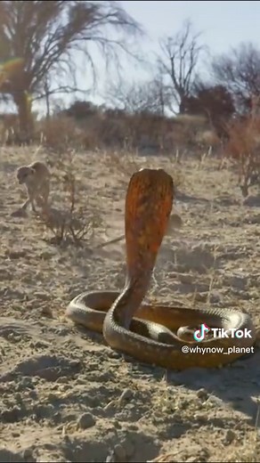 Meerkats vs Cobra: A Lesson in Teamwork