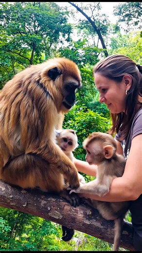 Ryu on Instagram: "On her very first day in the field, a young wildlife researcher finally gets to cradle a tiny baby monkey in her arms—feeling his heartbeat race against her chest as tears of joy spill down her face. Just when the emotion becomes too much, the baby’s calm mother reaches out with her gentle hand and softly wipes the researcher’s tears, as if comforting a member of her own family. This once-in-a-lifetime moment slams every emotional button in the brain at once: maternal instinct