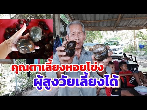 Easy to raise, fast growing snails #integrated farming at Grandpa's house @homehug_farmstay