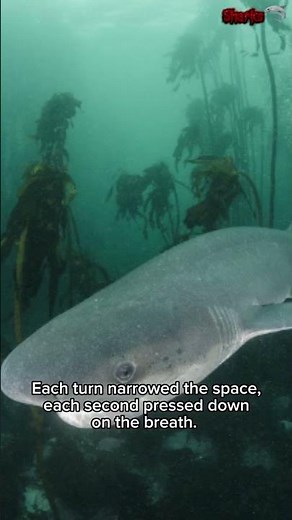 Sevengill Shark – Large jaws, primitive instincts #shortsvideo #shark