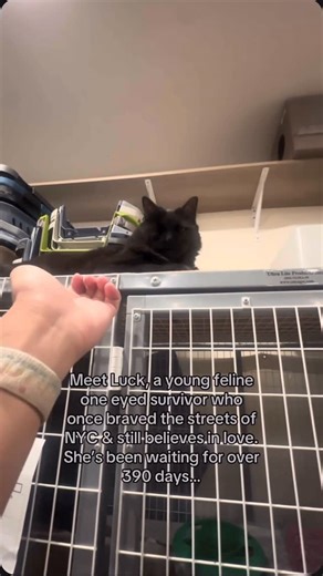 Albert Harris on Instagram: "The streets of Queens left their mark, but the real wound is the one you can’t see, the hope that fades with every passing footstep. In the relentless, roaring heart of New York City, a little soul named Luck learned what it meant to survive. The streets were a harsh, unforgiving classroom, teaching lessons of hunger and fear. Yet, when a kind hand finally reached out, they found not a feral creature, but a super friendly young cat, her spirit still soft, pleading si