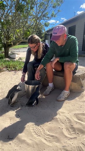 Little Penguin Encounter!