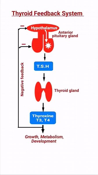 Hypothalamus, Pituitary, & Thyroid | Thyroxine Regulation | Feedback Mechanism
