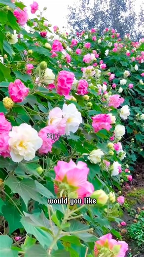 36K views · 746 reactions | Behold the magic of this special flower with the ability to change color through its stages | Terra Nursery | Facebook