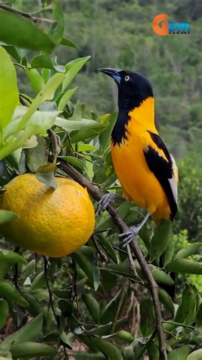 Screaming bird sound | singing birds | canary singing #shorts #animals #birds #bird #trending