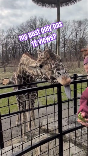 what do you mean 😁👀😶‍🌫️ #zoo #giraffe #funny #animals #cute