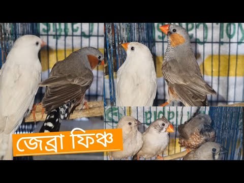 white zebra finch #birds #finch