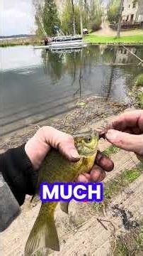 Little Wolf CASS LAKE MN #fishing #outdoorsman #minnesota #minnesotacheck #panfishing