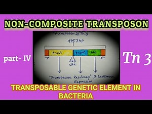 Non-Composite Transposon | Replicative Transposon | Transposon | AM Biologie Notes