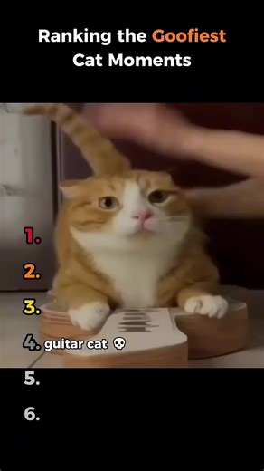 top 6 cats #cats #cat #6 #top #top6
