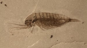 Newly found Chinese fossils from 518 million years ago show explosion of life