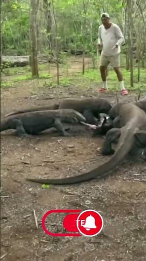 ¿El Dragón de Komodo Ataca a Humanos? La Verdad Te Sorprenderá