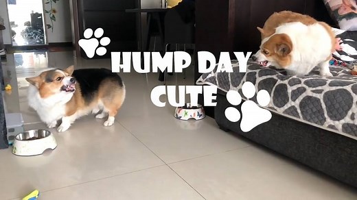 #HumpDayCute "A good Corgi uses its tongue, not fists." 🐶 | China Daily