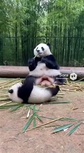 Baby Panda Throws a Tantrum… Dad Responds… Then Mom Arrives 😳🐼