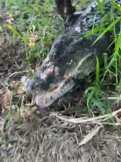 big crocs excited #crocodile | Matt Wright