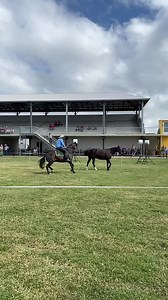 Here’s a little video caught in slow mo by my dear daughter ‘April Rose’ as Dreamer, Teddy and I, showcase the skills of the proud Australian Stockman at the Mackay show today. I had the best seat in the house as my wonderful stallion went to work and did what he was bred for. Well done men, you did your breed (Australian Stock Horse) and your Dad, proud. | Guy McLean