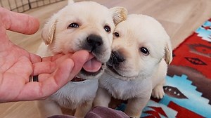 Month Old Lil' Labrador Rascals!!! | Life With Labradors