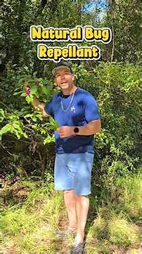 Natural Bug Repellent you can find in your yard.