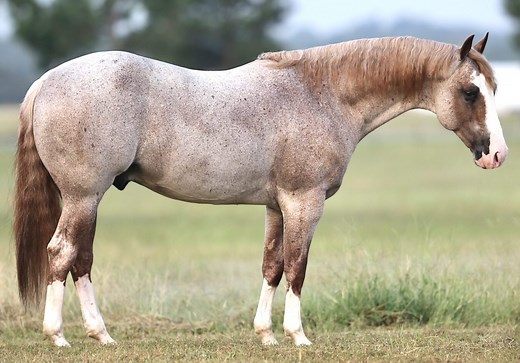 METALLIC CATTACK - IN FOAL PARTNERS QUARTER HORSE STALLIONS
