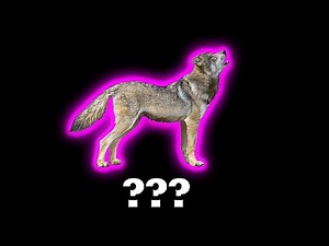 15 "Wolf Howling" Sound Variations in 45 Seconds