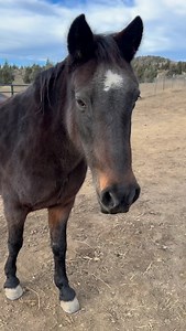 Constance and Rosa 🤎🧡 It was such a delight to come and visit with these two ladies who lunch and it’s a total thrill to see Rosa handling her blindness so well and being an inspiration to all who worry about the quality of life for any horse with no sight. Because I know she’s enjoying her new life with Constance who was just the absolutely perfect mare to bring in for her. Constance is quiet, gentle, thoughtful and considerate and beyond grateful to have a full belly and good care. I am so h