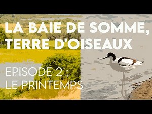 LA BAIE DE SOMME, TERRE D'OISEAUX - épisode 2 : le printemps (🎬 Court métrage)
