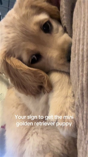 Adopt a Mini Golden Retriever Puppy Today!