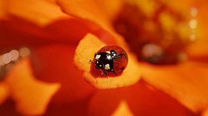 10 Flowers You'll Want to Grow This Spring That Attract Ladybugs