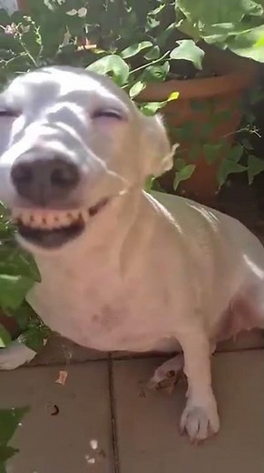 Crazy epic fails 😂😂 😂 #shorts #memes #fails #funnymoments