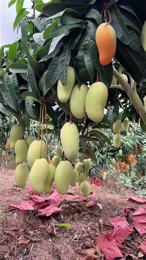 Massive Mango Harvest!
